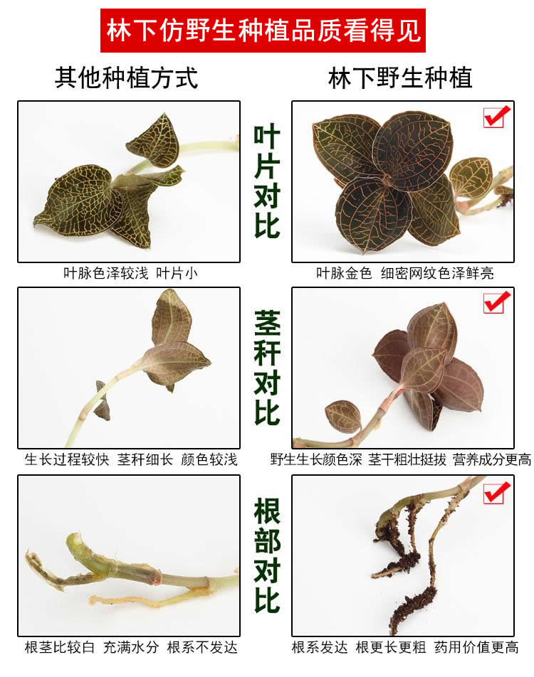 <a href=http://swinimage.com/ target='_blank'>金線蓮</a>林下種植