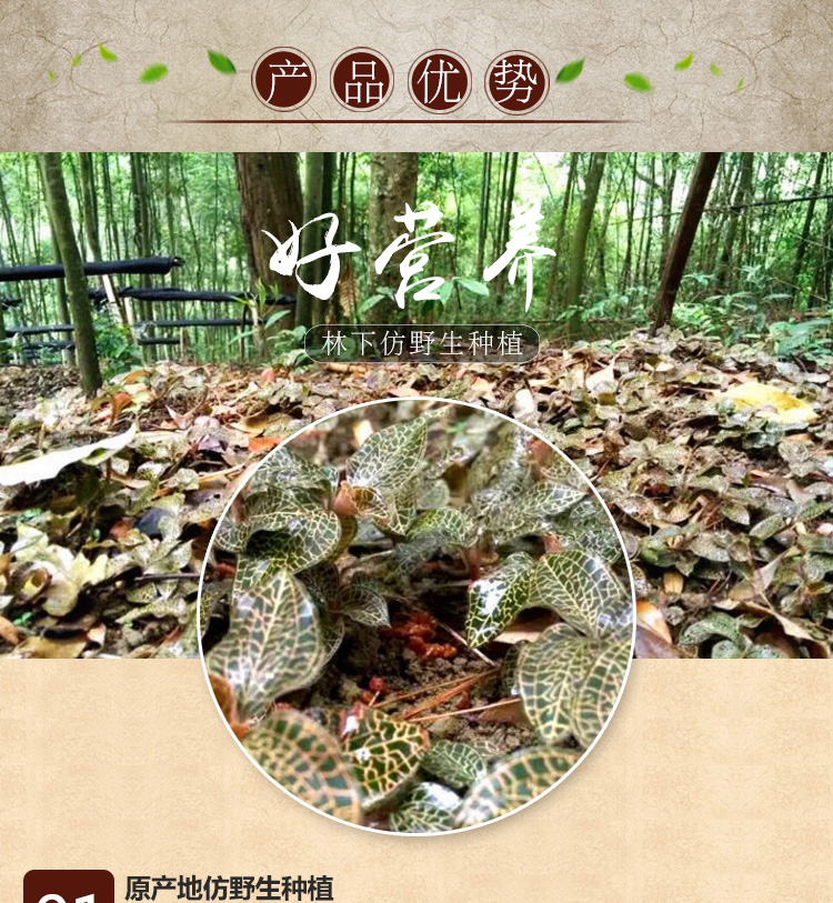 <a href=http://swinimage.com/ target='_blank'>金線蓮</a>干品 20克禮盒裝
