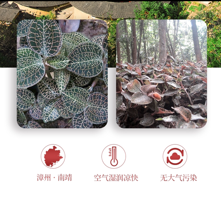 <a href=http://swinimage.com/ target='_blank'>金線蓮</a>干品 50克10管 禮盒裝